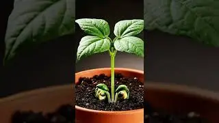 Bean time-lapse from first day to 30 days | GreenMotion Studio