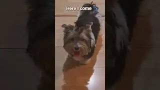 Puppy in play mode, then walking straight 😄🐶 #dogforkids #cutepuppy #shorts #messymissie #pets