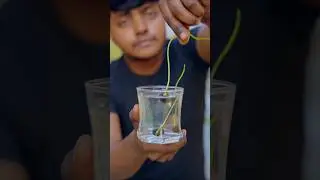 Grow lotus at home 2 #lotus