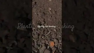 Relaxando enquanto cuidamos das plantas. #planting #relaxing  #artistvlog #winenight