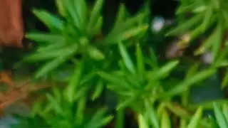 yammybob plant's Mom is live 🪴🙏🌿🍀