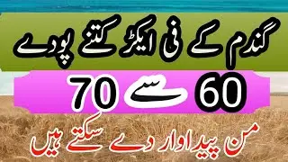 Wheat 2023 Number of #Wheat Plants in One Acre.Best Method of Sowing #Wheat for Better Production.