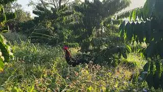 Trapping wild chickens, just hearing the rooster crow is great.  01/15/2026