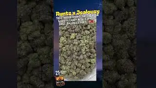 Runtz x Jealousy THCa Flower | Balanced Hybrid | Sweet Candy Gas | Euphoric & Calming | Bulk #thca