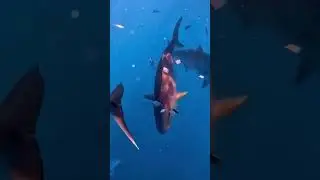 REEF DONKEY 🫏 If you chum, they will come! 🐟 #fish #fishing #bait
