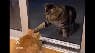 Orange Cats Are Crazier Seriously! 😂 Best Funny Cat Videos 2025