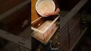 Let's make some fresh wood flakes for the little furry friends! #guineapig #bedding #diy #jointer