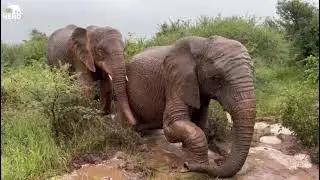 Through the Floods Together | Tigere Walks with the Elephant Herd