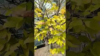 Cornus Florida 'Autumn Gold'🍂🥰|| Golden Falls🍂🥰 | #autumn #nature #plant #music #shorts #beautiful