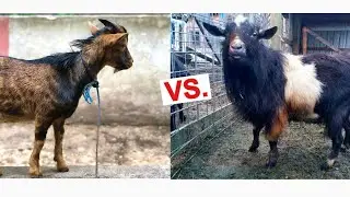 Nigerian Dwarf Goat VS West African Dwarf Goat