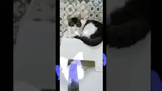 #cat #cats #funny #evcilhayvanlar #kedi#evcilhayvanlar #pets #bilbo 🥰