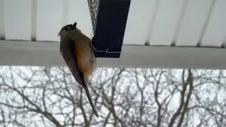 Come Watch My Birdy Friends With Me!