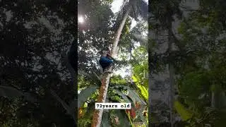 72 years old guy climbing a coconut tree very easily.  #skills #treeclimbing #treeclimber #oldman