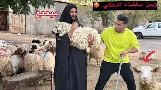 حراميه باكو خروف 🐏 العيد من الحجيه😱
