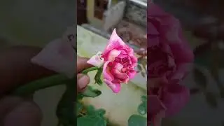 old tea rose variety in my terrace # strong paneer fragrance
