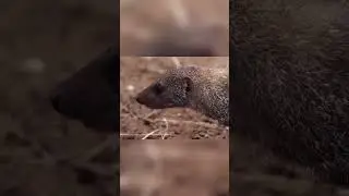 The Hidden Power of Ants  How Eating Ants Helps Mongoose Defend Against Enemies