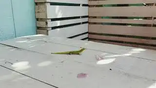 Lizard enjoying shave ice with the kids @ Aoki's on the North Shore