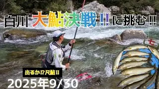 白川大鮎決戦に挑む‼️出るか⁉️尺鮎‼️2025年9/30