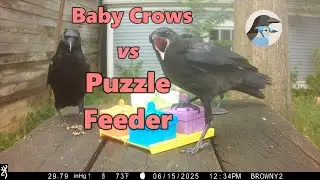 Crow Fledglings vs Puzzle Feeder