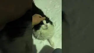 Fluffy cat runs in the snow to me