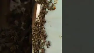 Arılar 2 Aydır sis pus anca hamle yapıyor. 🇹🇷🇹🇷🇹🇷🐝🐝🐝