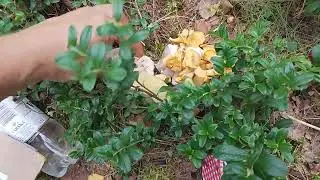 29.8.24 Catch and releace sienestyst&auml;. Syy: Katso  video: 