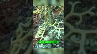 🌊🧬🦑 La criatura m&aacute;s extra&ntilde;a del mar