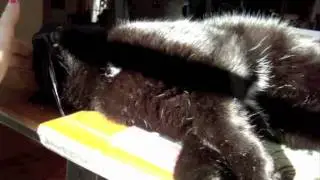 Kitty likes to scratch