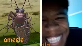 barata frita #1