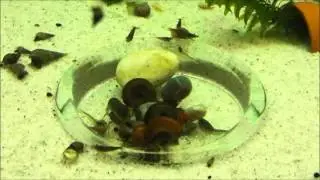 NatureHolic Mainfeed Garnelenfutter