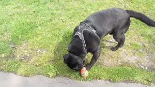 NIKKI BLACK LABRADOR SERIES TWO EPISODE ONE HUNDRED  SIXTY SIX AT  TWENTY FOUR  MONTHS OLD