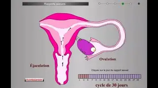 Logiciel SVT reproduction