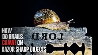 Snails vs Razor Sharp Objects: What You Didn't Know