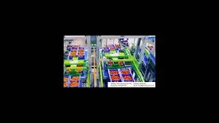 Orange Sorting Conveyor Line # Automated Fruit Sorting System # Roller Conveyor Line #Belt Conveyor