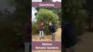 Quandong at the Melton Botanic Garden