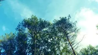 Summer In The Woods OFFICIAL Teaser (2020)
