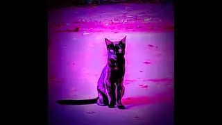 Night Cat Meow - psychedelic noir song with Skippy the 3 legged Cat. Strat Meows begin at :46 528Hz!