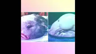 el animal mas feo del mundo el pez gota