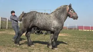 Armasarul Hotu, proprietar Stelica de la Jichisu de Jos, Cluj - 2020 Nou!!!