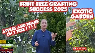 Fruit Tree Grafting | Tree Grafting | Fruit Trees | Gardening | Exotic Trees | Kashmir TV 