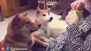Can i has tee pls?  - mini vid Ep 03 / Shiba Inu