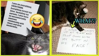 7+ Asshole Cats Being Shamed For Their Crimes