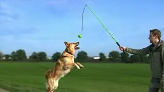 Рики Ньюсом | Собака, занимающаяся спортом