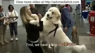 Best Of Funny Dogs Hugging Owner Compilation