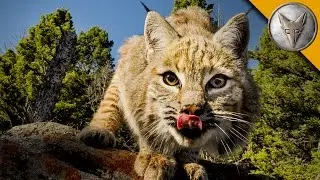 The Bobcat is One Spring Loaded Predator!