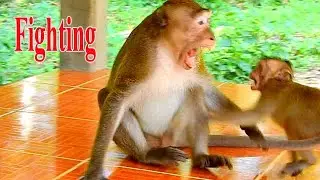 BRAVO BABY TOBAIS TRIED TO ATTACK BACK TO KING ARON