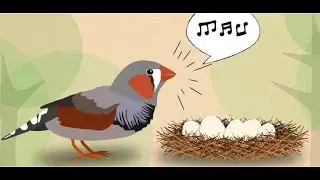 La Reproduction du Diamant Mandarin de A &agrave; Z (Partie 1) - Zebra Finches Breeding (Part1)
