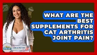 What Are The Best Supplements For Cat Arthritis Joint Pain? - Ask A Pet Vet