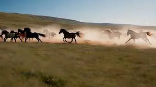Wild Horses Running Free - Free Stock Footage [NEEDVID]