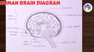 How to draw diagram of Human Brain easily step by step | Human Brain Diagram drawing easy